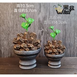 植物擺飾|新手怎麼種都美！8種好養好看的室內植物推薦與佈置 